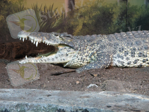 https://upload.wikimedia.org/wikipedia/commons/1/12/Cuban_Crocodile.JPG