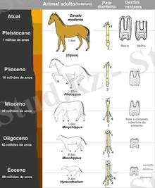 Horseevolution Português.png