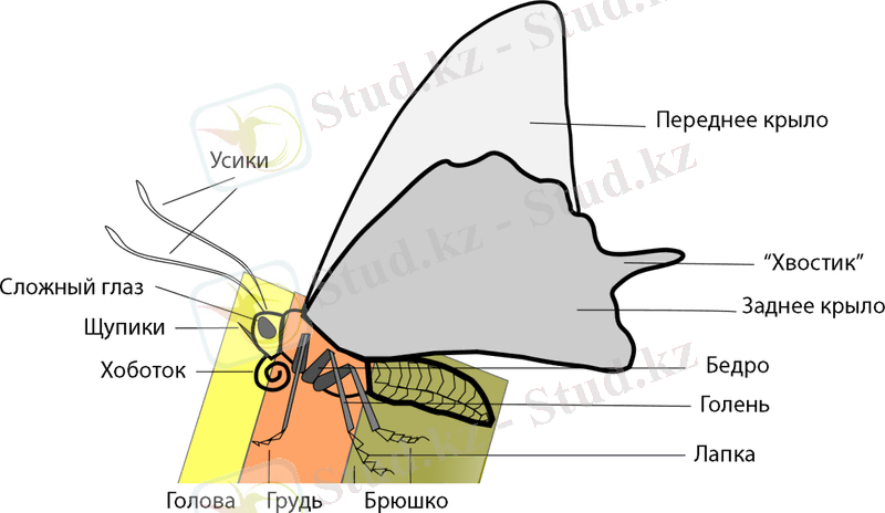 Картинки по запросу внешнее строение бабочки