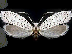 Похожее изображение