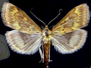 Картинки по запросу Ostrinia nubilalis Hв