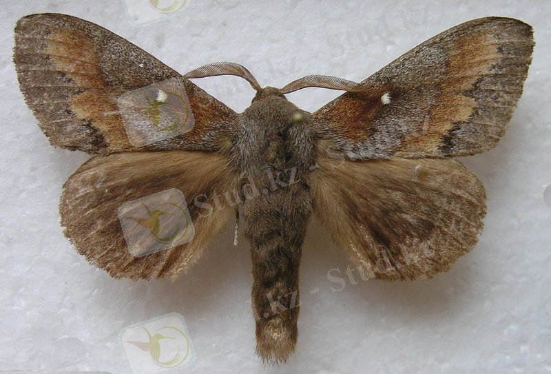 Картинки по запросу Dendrolimus pini L