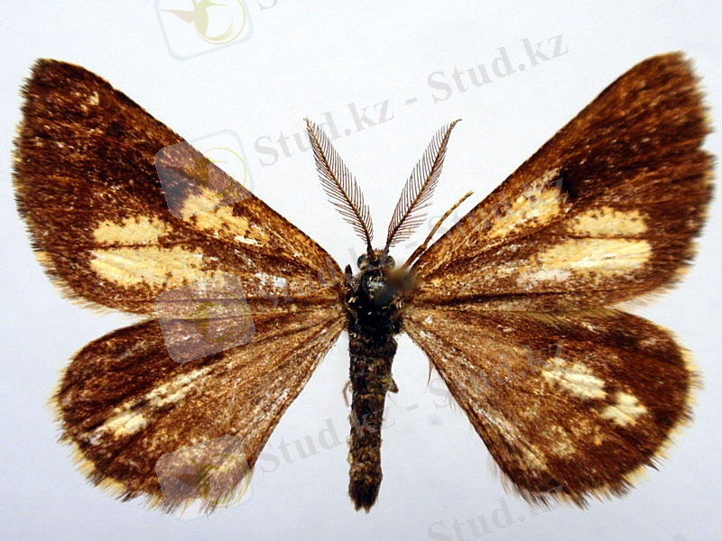 Похожее изображение