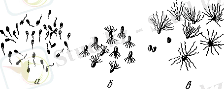 Картинки по запросу монотрихи лофотрихи перитрихи