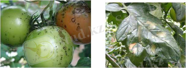 Картинки по запросу Xanthomonas campestris pv. Vesicatoria Dye