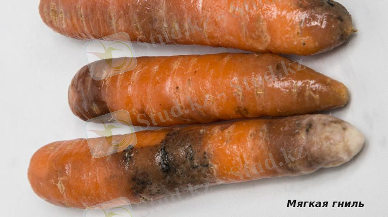 Картинки по запросу мягкая гниль