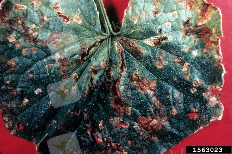 Картинки по запросу Pseudomonas lachrymans