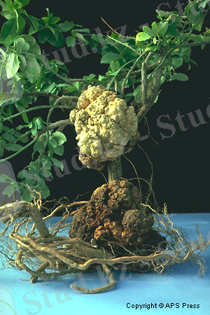 Похожее изображение