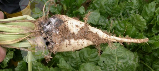 Картинки по запросу Pseudomonas beticola