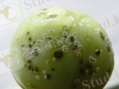 Картинки по запросу Clavibacter michiganense