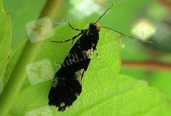 Image result for Ð½Ð°ÑÑÐ°ÑÑÐ¸Ðµ Ð¼Ð¾Ð»Ð¸