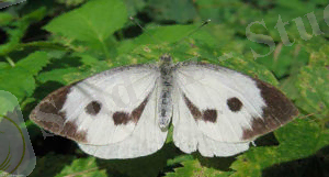 Image result for Plutella maculipennis Curt