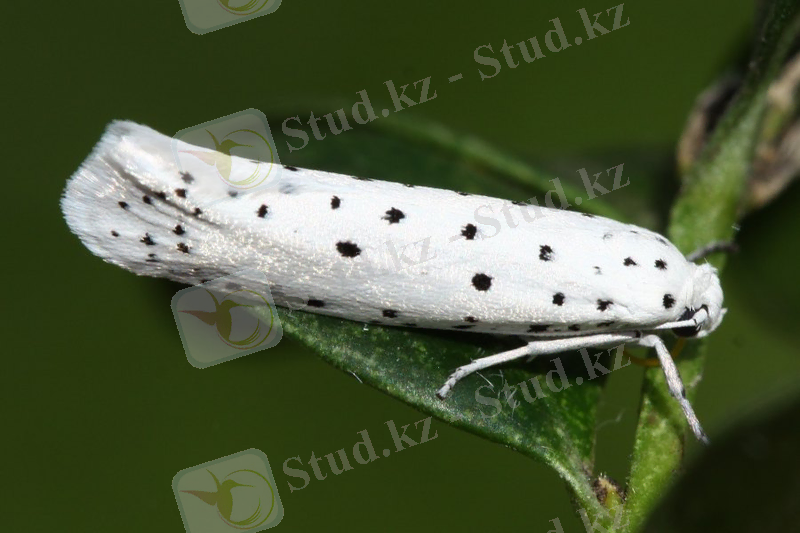 Image result for Hyponomeuta padella L