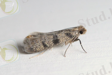 Картинки по запросу Tineoidea