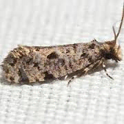 Картинки по запросу Tineoidea