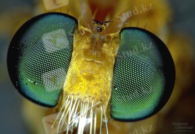 Image result for Tineidae morphology