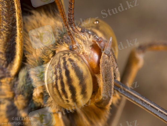 Image result for Tineidae morphology