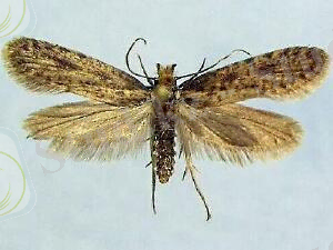 ÐÐ°ÑÑÐ¸Ð½ÐºÐ¸ Ð¿Ð¾ Ð·Ð°Ð¿ÑÐ¾ÑÑ tineidae