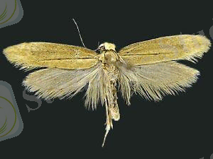 ÐÐ°ÑÑÐ¸Ð½ÐºÐ¸ Ð¿Ð¾ Ð·Ð°Ð¿ÑÐ¾ÑÑ tineidae