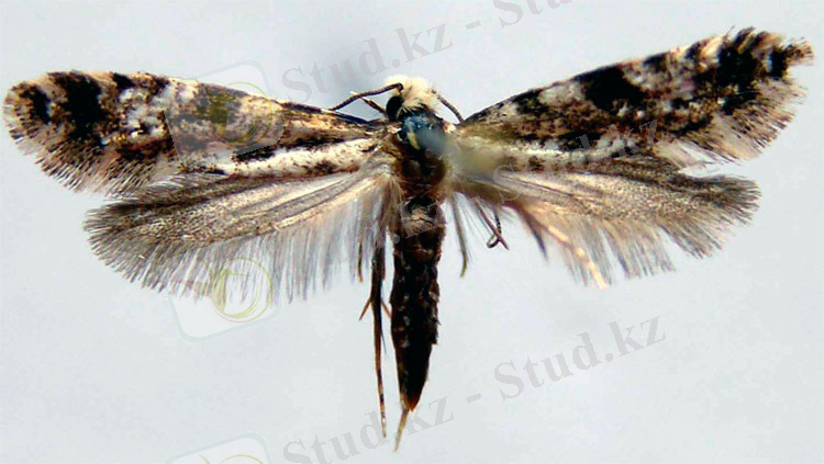 Image result for Nemopogon grannellus L