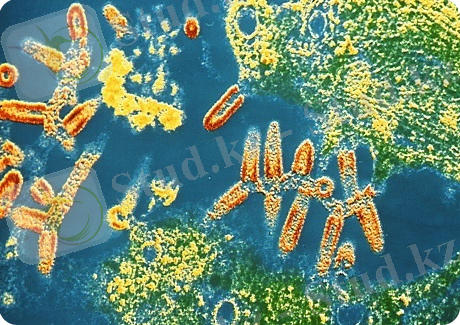 Rhabdoviridae_family