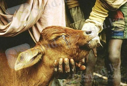 1410800151_hatocorozal-rabia-bovina11