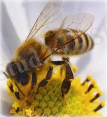 C:\Users\user\Desktop\images (4).jpg