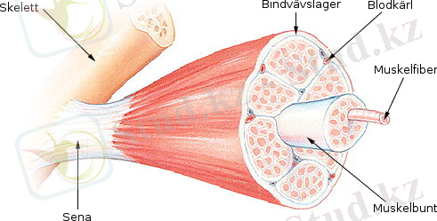 C:\Users\User\Desktop\Muskelstruktur.png