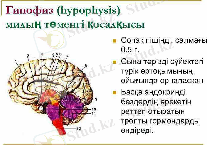 &Gcy;&icy;&pcy;&ocy;&fcy;&icy;&zcy; (hypophysis) &mcy;&icy;&dcy;&ycy;ң &tcy;ө&mcy;&iecy;&ncy;&gcy;&iukcy; қ&ocy;&scy;&acy;&lcy;қ&ycy;&scy;&ycy; n n n &Scy;&ocy;&pcy;&acy;қ &pcy;&iukcy;&shcy;&iukcy;&ncy;&dcy;&iukcy;, &scy;&acy;&lcy;&mcy;&acy;ғ&ycy; 0. 5 &gcy;.