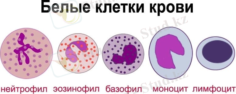 ÐÐ°ÑÑÐ¸Ð½ÐºÐ¸ Ð¿Ð¾ Ð·Ð°Ð¿ÑÐ¾ÑÑ Ð»ÐµÐ¹ÐºÐ¾ÑÐ¸ÑÑ