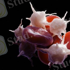 ÐÐ¾ÑÐ¾Ð¶ÐµÐµ Ð¸Ð·Ð¾Ð±ÑÐ°Ð¶ÐµÐ½Ð¸Ðµ