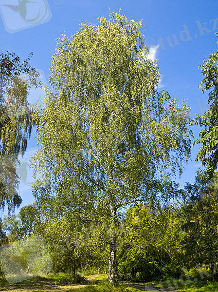 Сурет:Betula pendula 001.jpg
