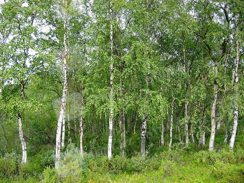 C:\Users\Админ\Pictures\800px-Betula_pendula_Finland.jpg