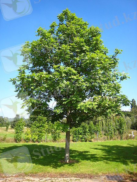 &Scy;&ucy;&rcy;&iecy;&tcy;:Fraxinus excelsior tree.jpg