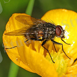 Картинки по запросу Brachycera