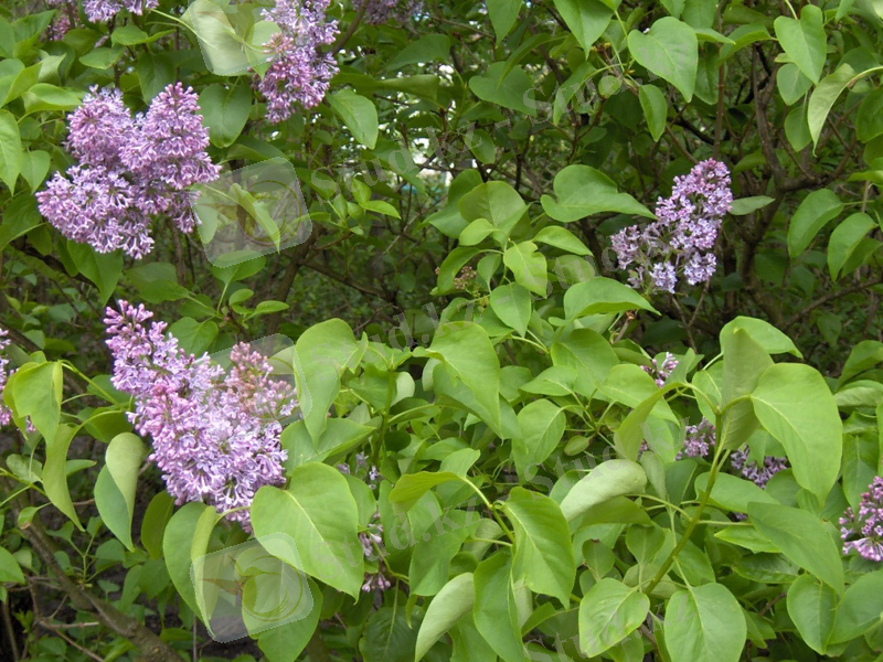 Syringa.vulgaris(01).jpg