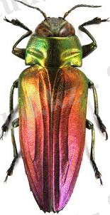 C:\Users\HP\OneDrive\Изображения\Без названия (1).jpg