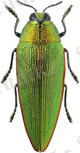 C:\Users\HP\OneDrive\Изображения\Без названия (2).jpg