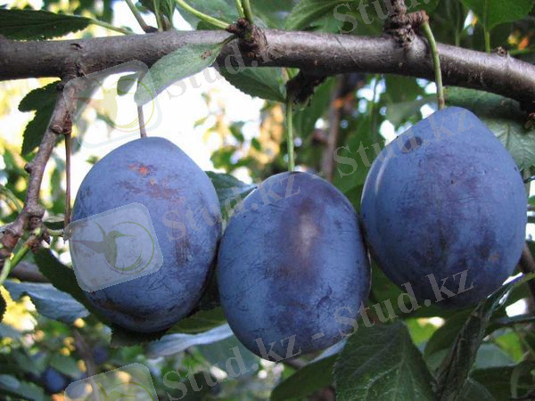 ÐÐ°ÑÑÐ¸Ð½ÐºÐ¸ Ð¿Ð¾ Ð·Ð°Ð¿ÑÐ¾ÑÑ ÑÑÐµÐ½Ð»Ð¸ ÑÐ»Ð¸Ð²Ð°