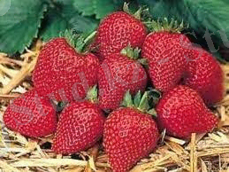 ÐÐ°ÑÑÐ¸Ð½ÐºÐ¸ Ð¿Ð¾ Ð·Ð°Ð¿ÑÐ¾ÑÑ Ð·ÐµÐ¼Ð»ÑÐ½Ð¸ÐºÐ° Ð³ÐµÑÐ¾Ð¸Ð½Ñ Ð¼Ð°Ð½ÑÑÐº