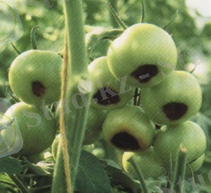 гниль томатов