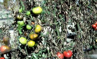disease of tomatoes
