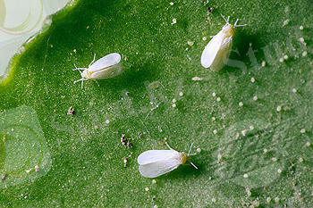 Stock Photo #1566-0180407, Whiteflies (Trialeurodes vaporarium)