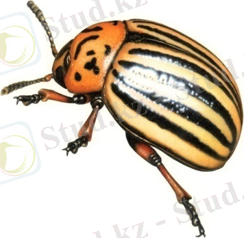 астық қоң. 2.jpg