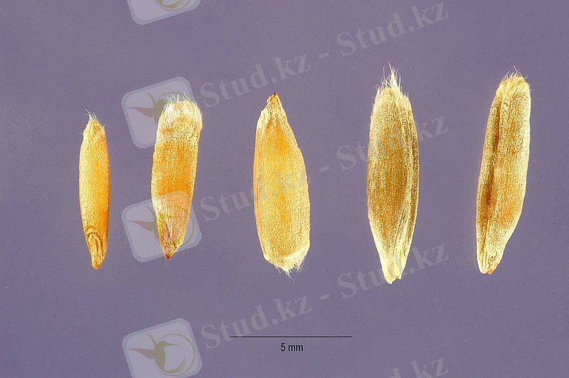 Зерно ржи фото