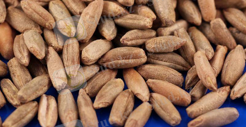 Зерна ржи фото