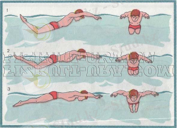 Техника плавания баттерфляем