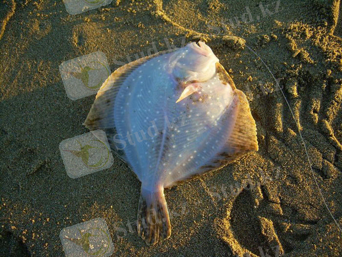 214d292a3f7c9d4802c49ed487114b95