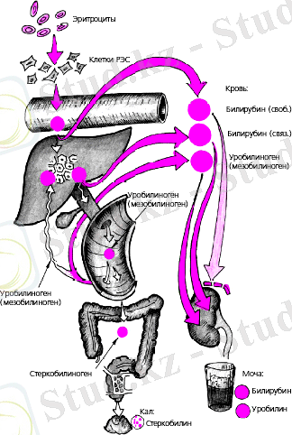 C:\Documents and Settings\Admin\Рабочий стол\сары ауру\r5_12.gif