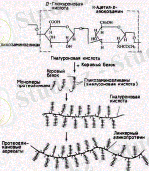 C:\Users\нр\Videos\stuydy memorial\глюкоза.gif